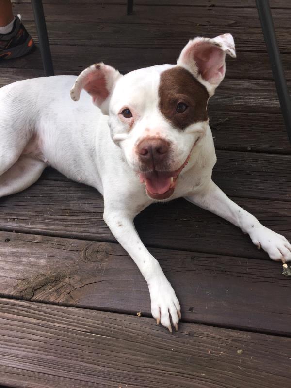 /Images/uploads/Homeward Bound Pet Rescue/HBPR_Photocontest/entries/12135thumb.jpg